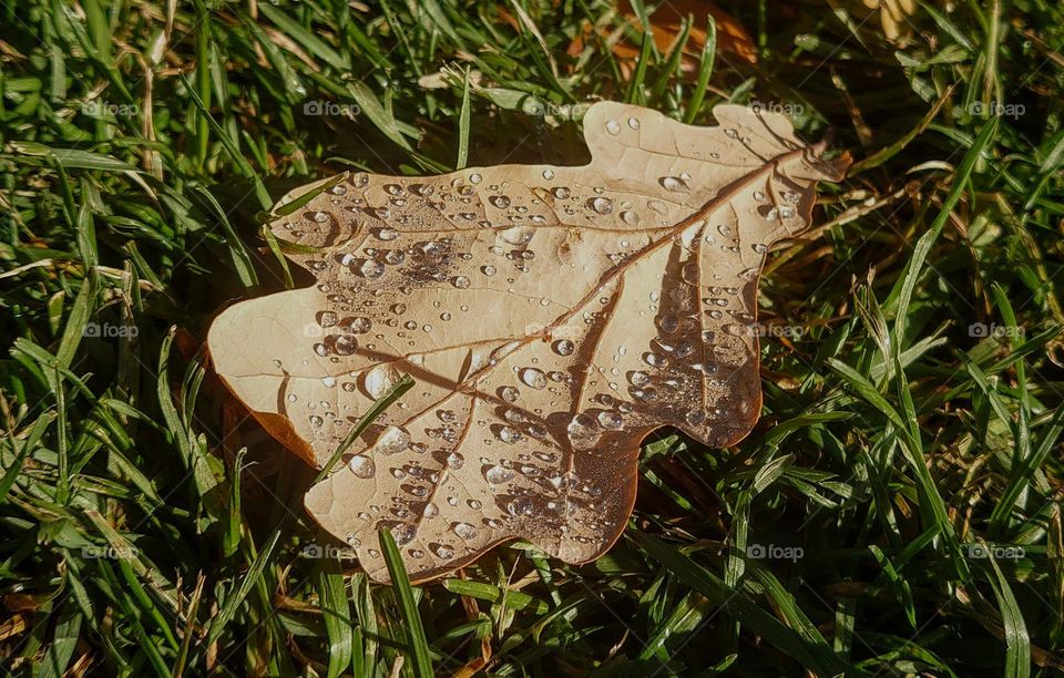 Dew on an oak leaf in the morning 🍂 Autumn time🍂