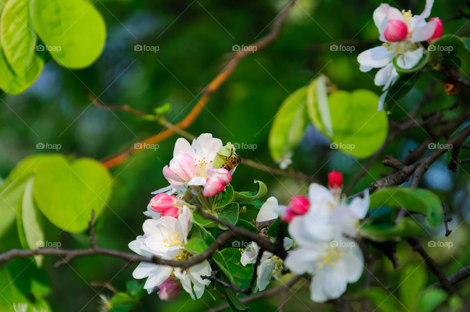 White and pink flowers