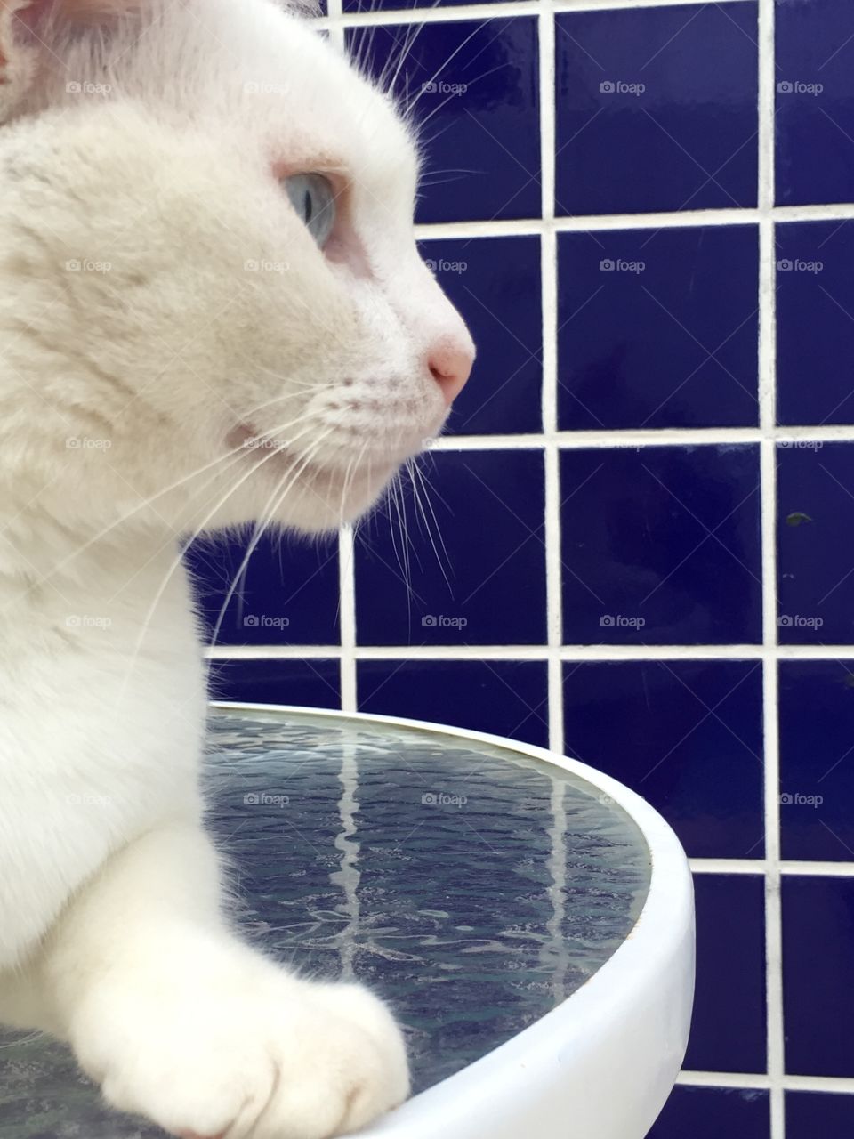 Whitey. My cat Mingau