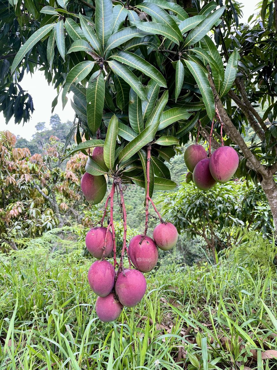 Plants and fruits - a mango tree Colombia fruits