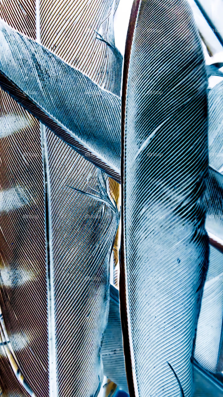 bright blue bird feathers