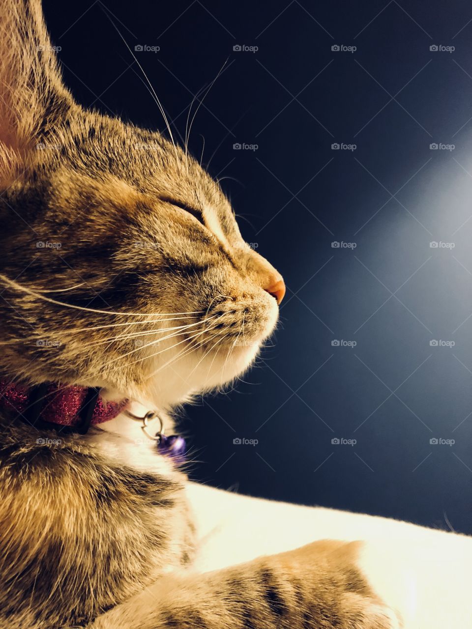 Profile of tabby cat wearing purple collar with bell and blue background