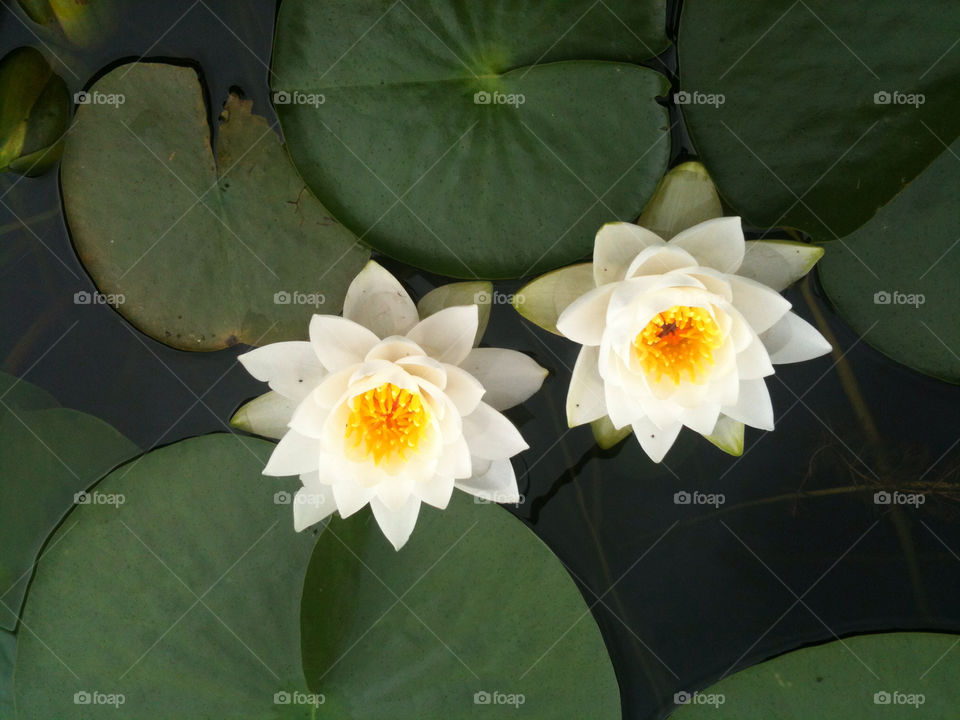 Lotus, Leaf, Lily, Flower, Flora