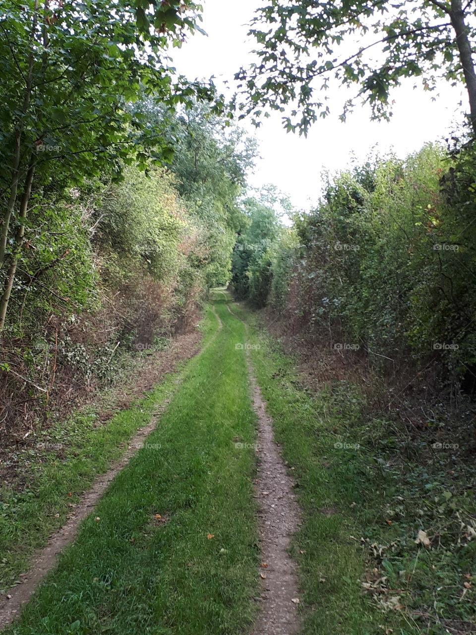 A Track Between Hedges