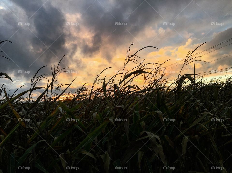 Corn and sunsets 