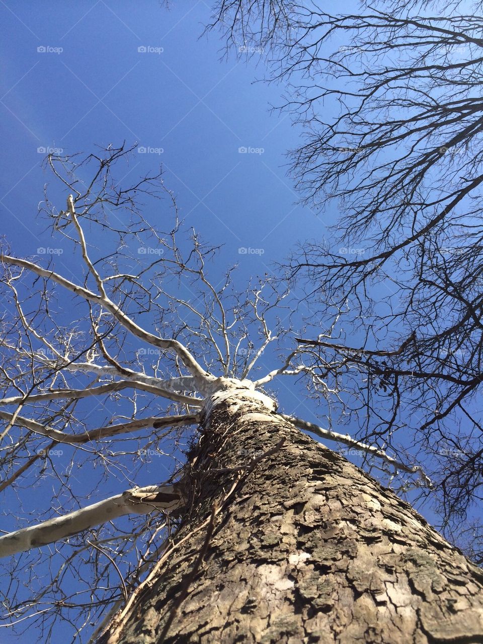 Tree , white , branches , Chicago , blue , sky 