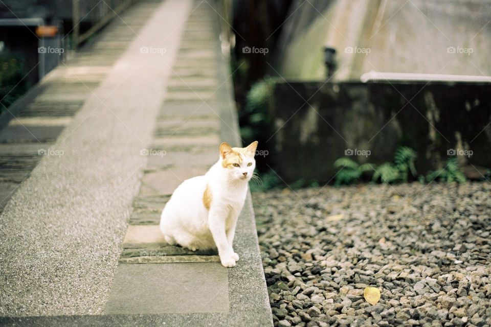 Cat on Film