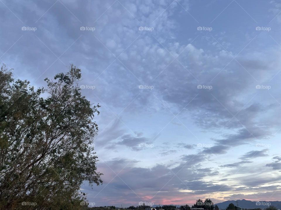 A photo of a tree with a pink sunset in the distance and clouds. 