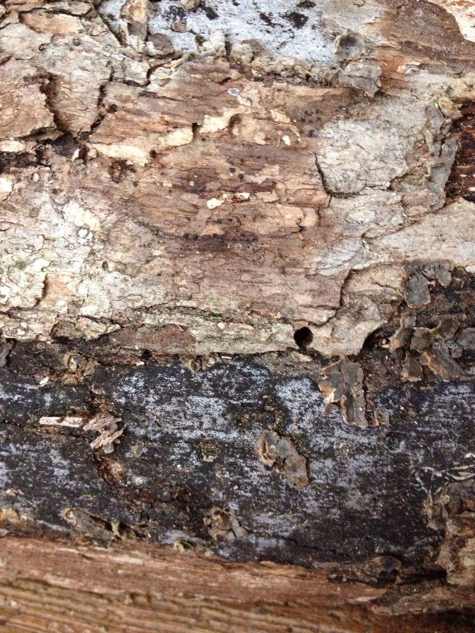 Wood texture