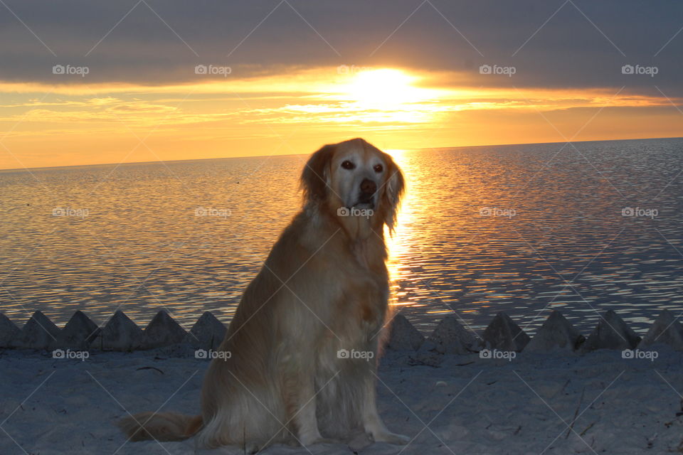 golden retriever skies