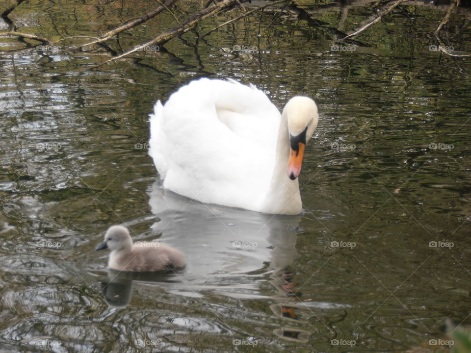 Mother Swan With Cygnet