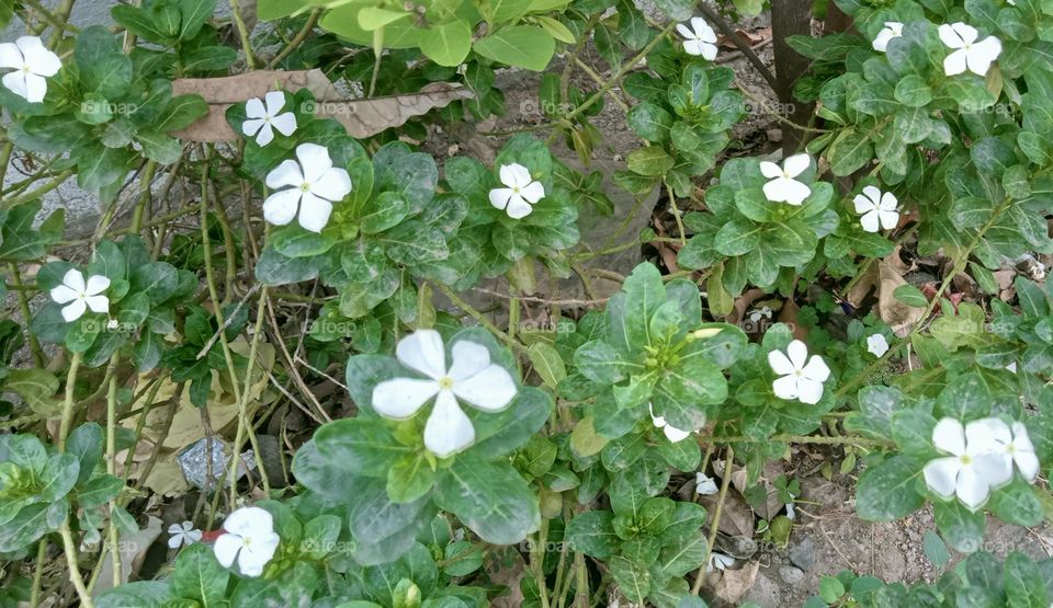 White 'Sadafuli' is growing everywhere and everytime. Beautiful, soft and small flower is in white colour.