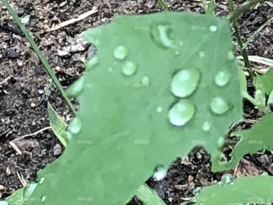 Raindrops on leaf