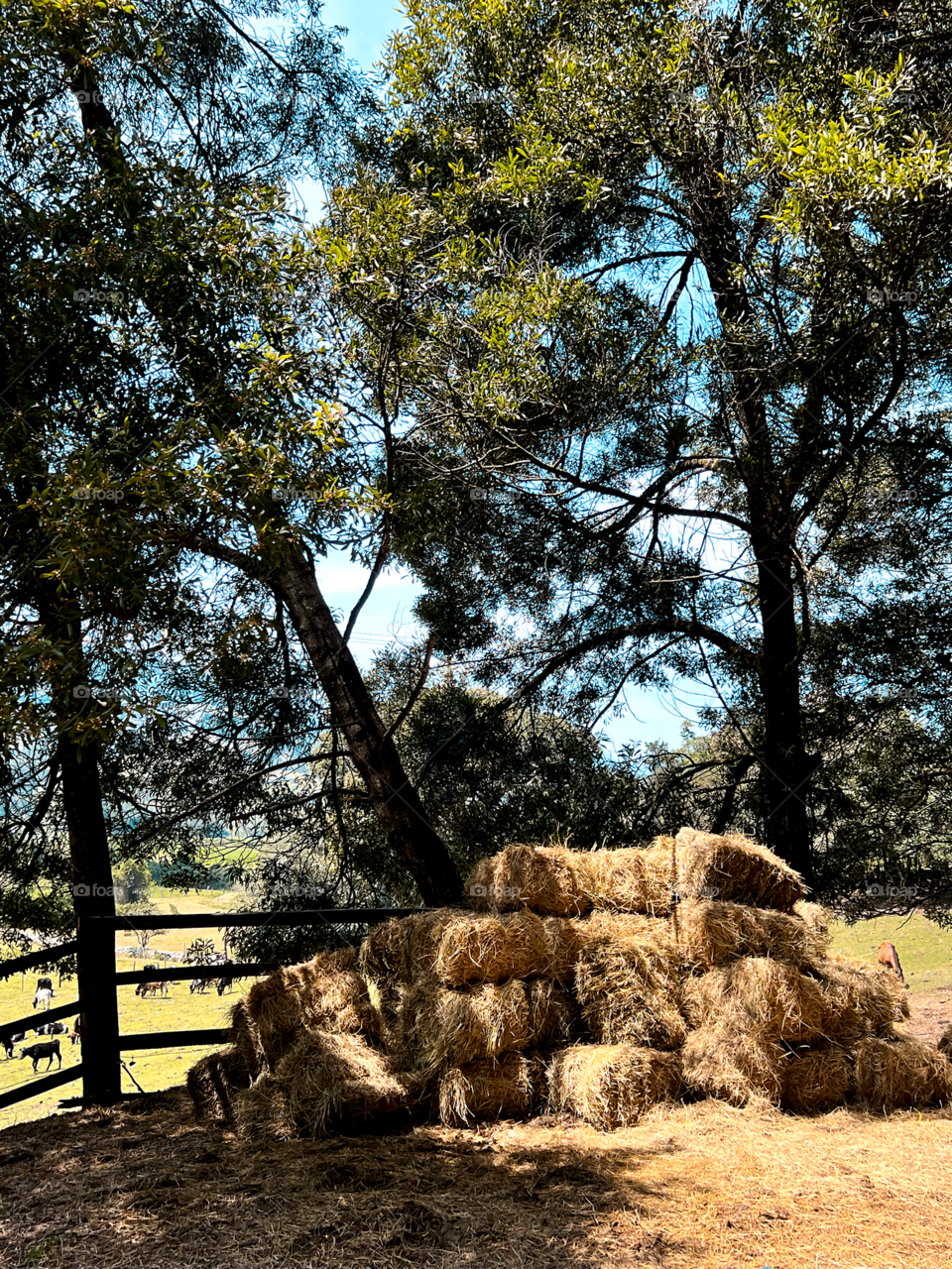 Buckets of hay 