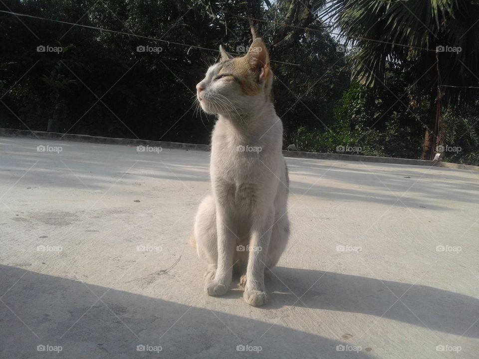 No Person, Mammal, Portrait, Cat, Animal