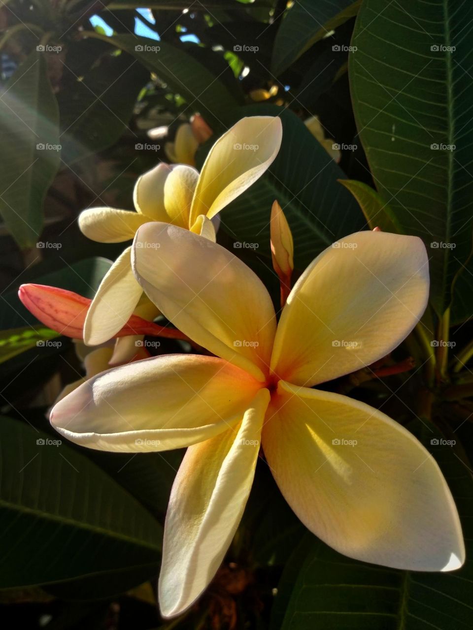 Frangipani Tree