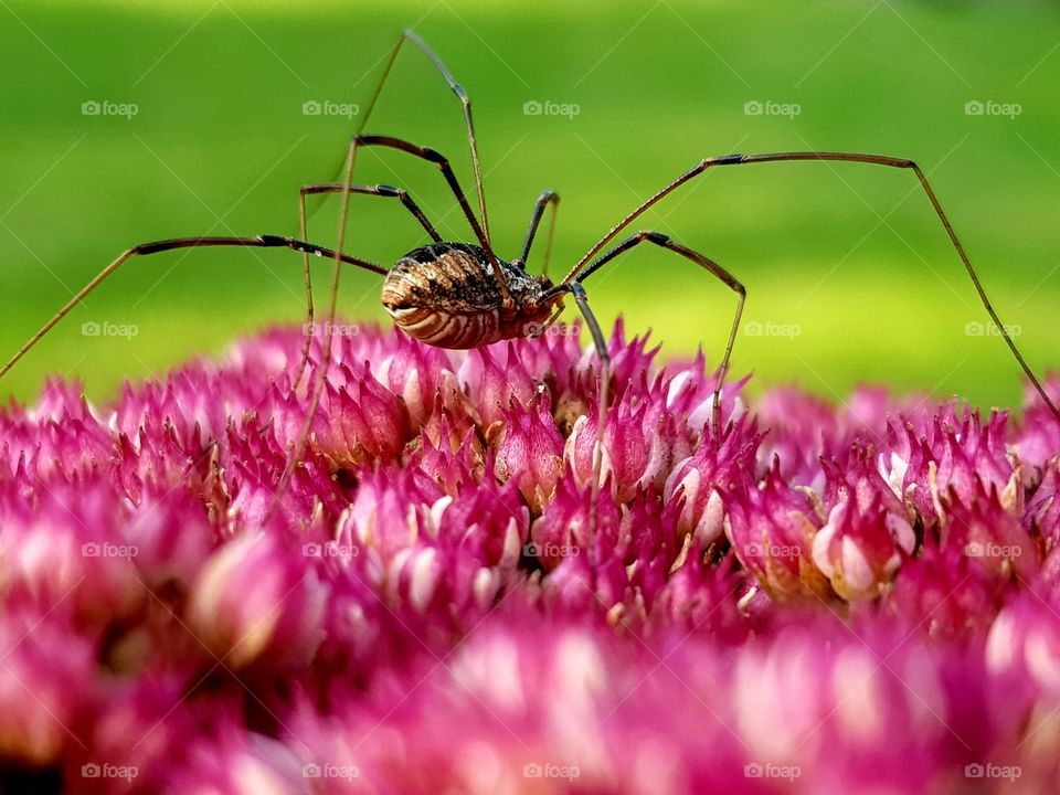 Spider on flower