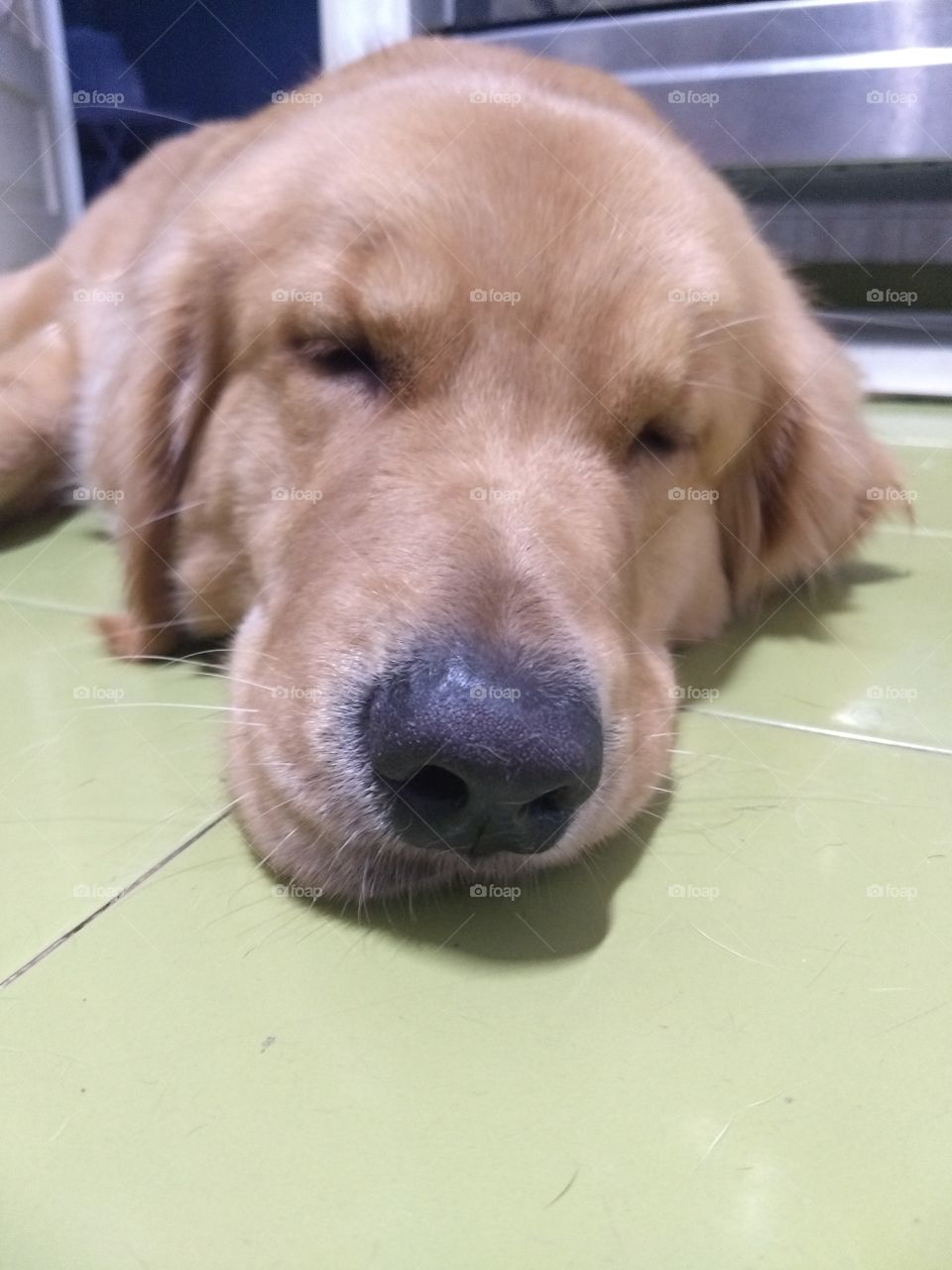 Sleepy golden