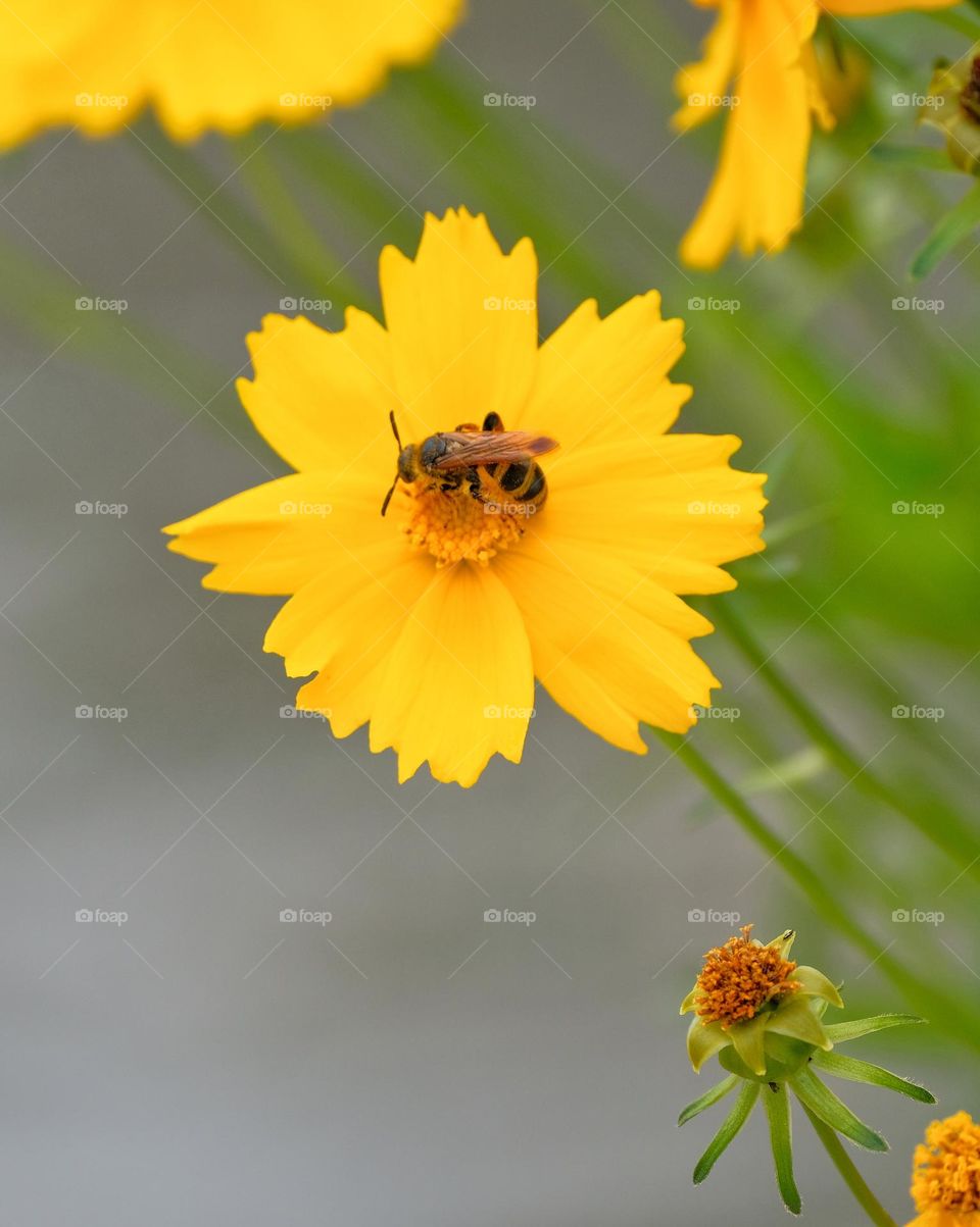bee in the flower