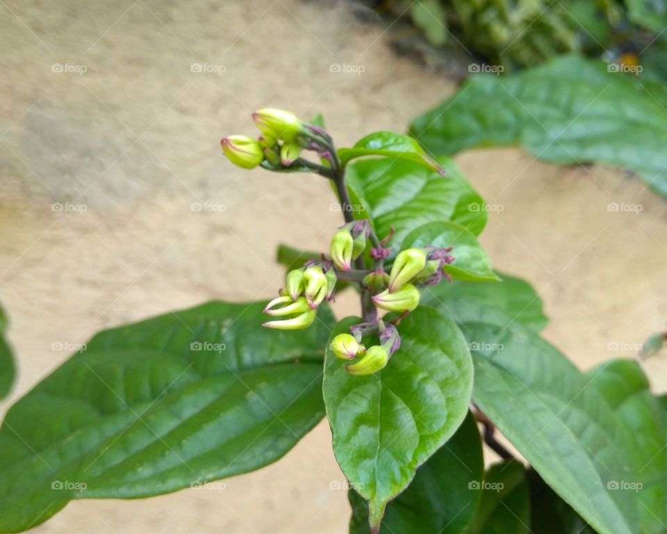 Flower bud on the park