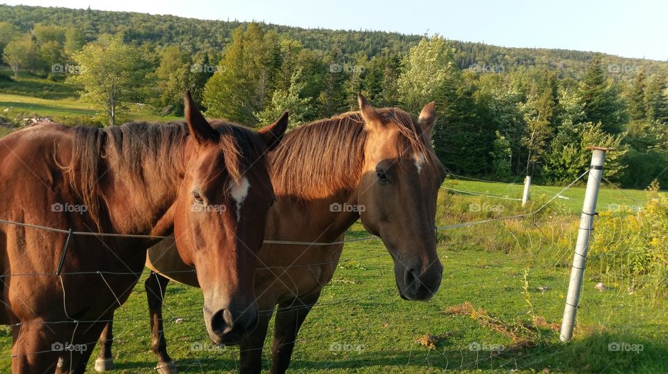 Mammal, Farm, Horse, Pasture, Mare