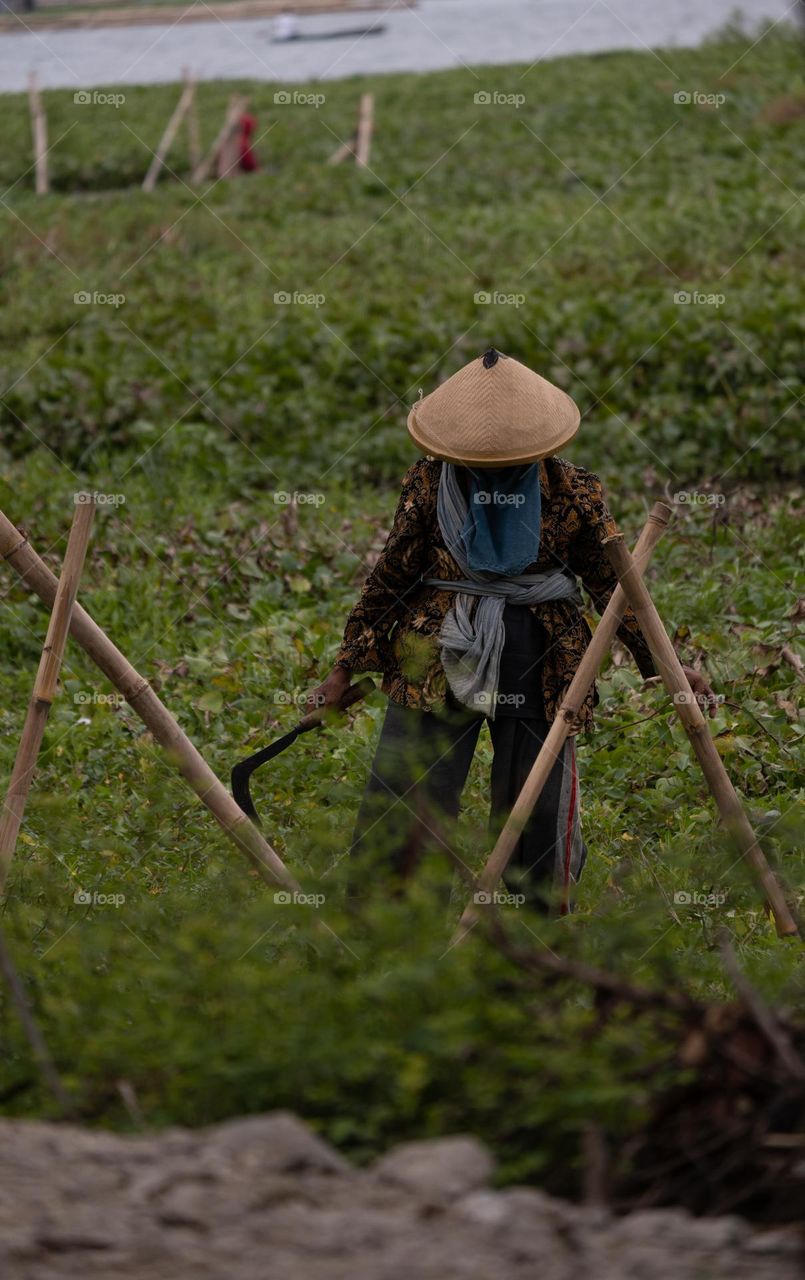 An old woman farmer is looking for grass to feed her livestock by wearing a hat and carrying a sickle