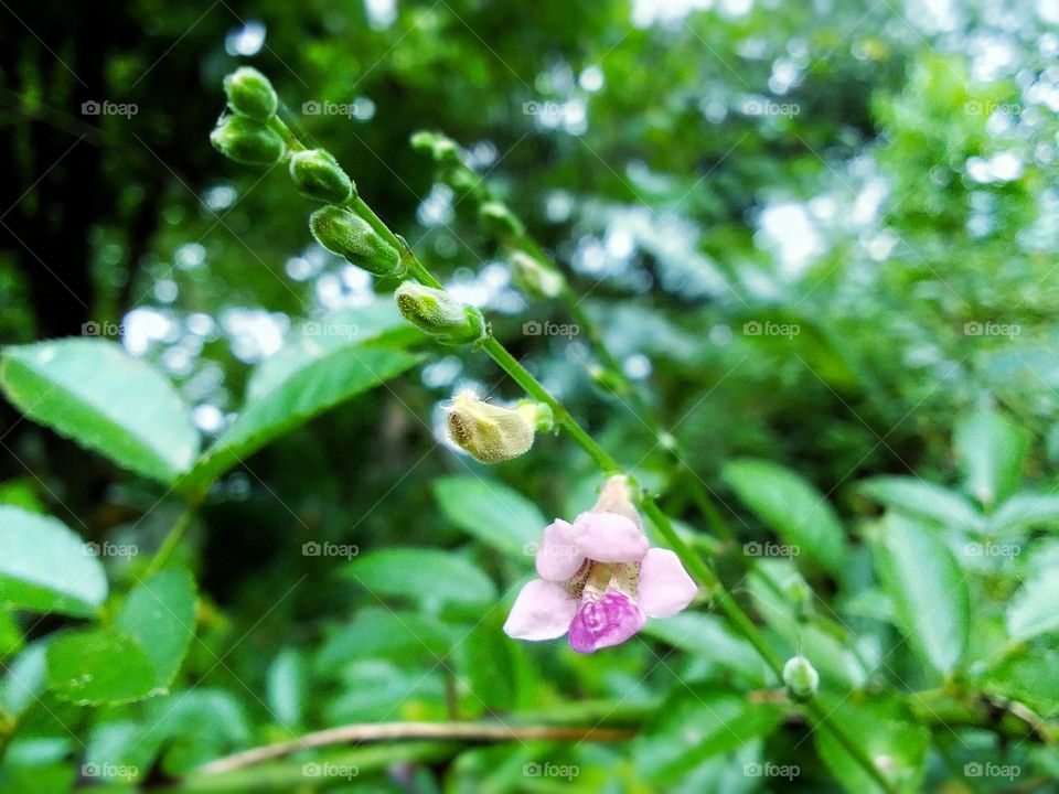 Sl flower 🌺 
natural 🍃