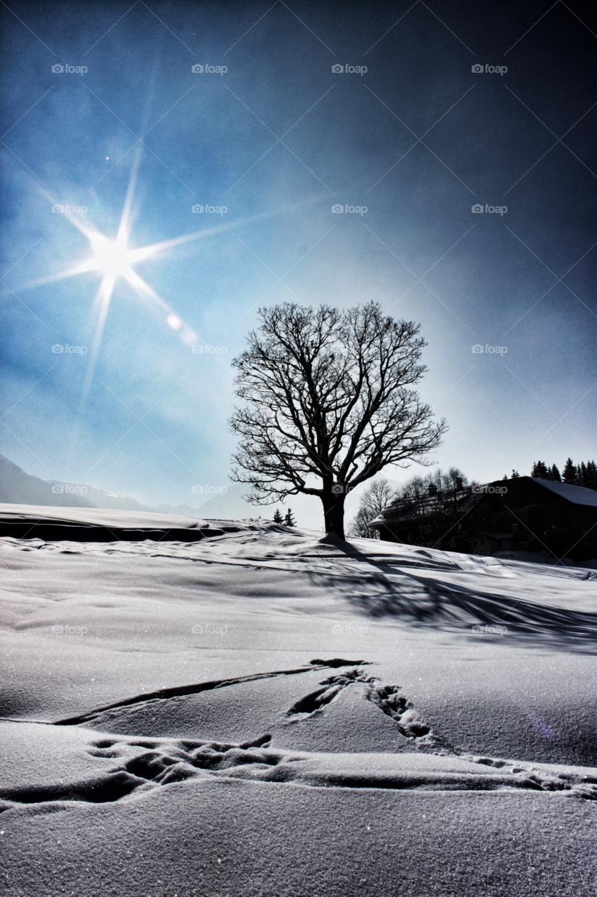 snow sky tree sun by piet05