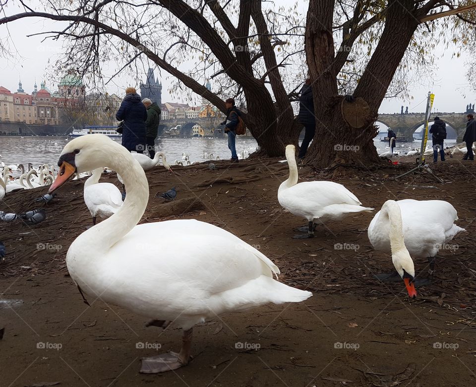 swans at riverside