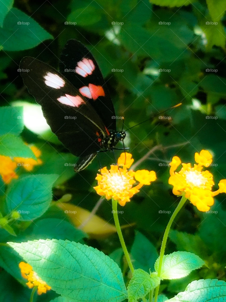 butterfly
