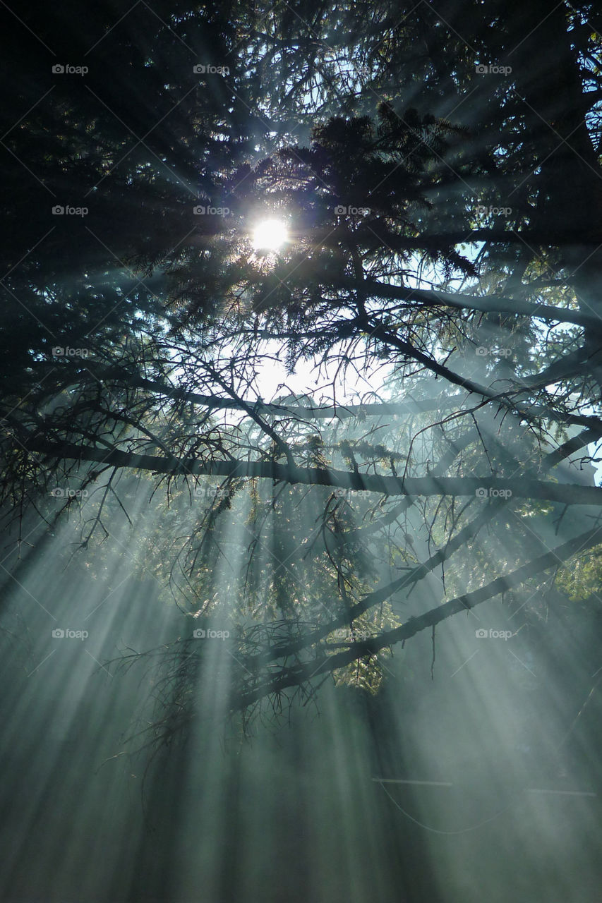 Sun is shining through trees