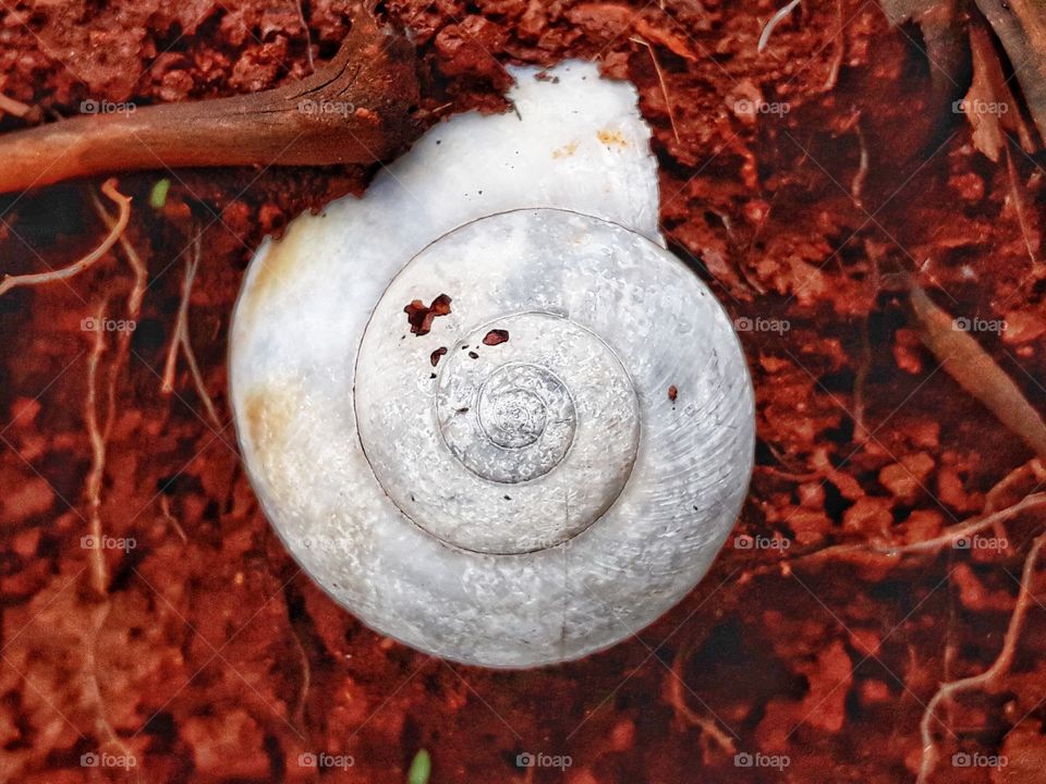 snail's shell