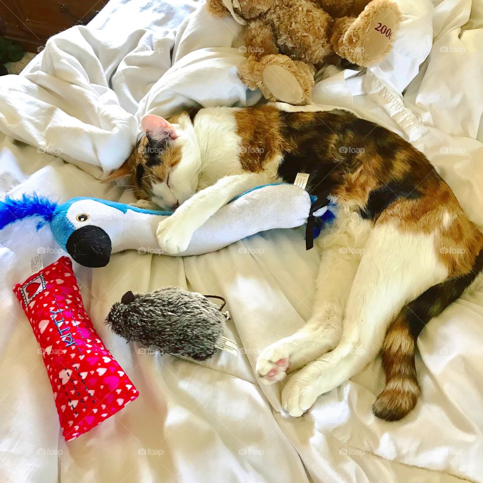 My cat falling asleep after playing with her toys!