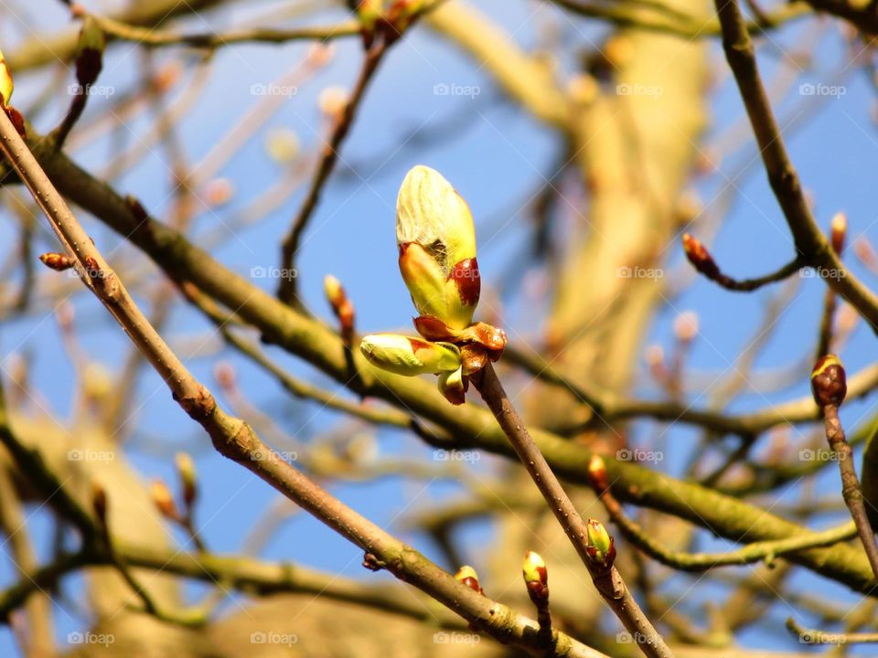 Close-up of buds