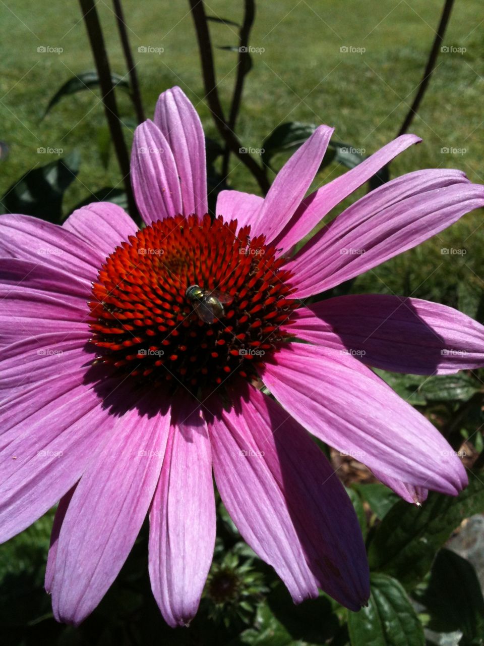 Flower bee