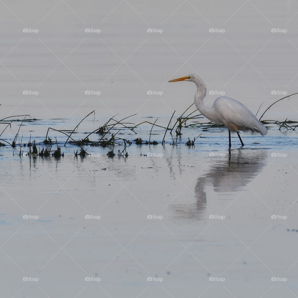 Great Egret 