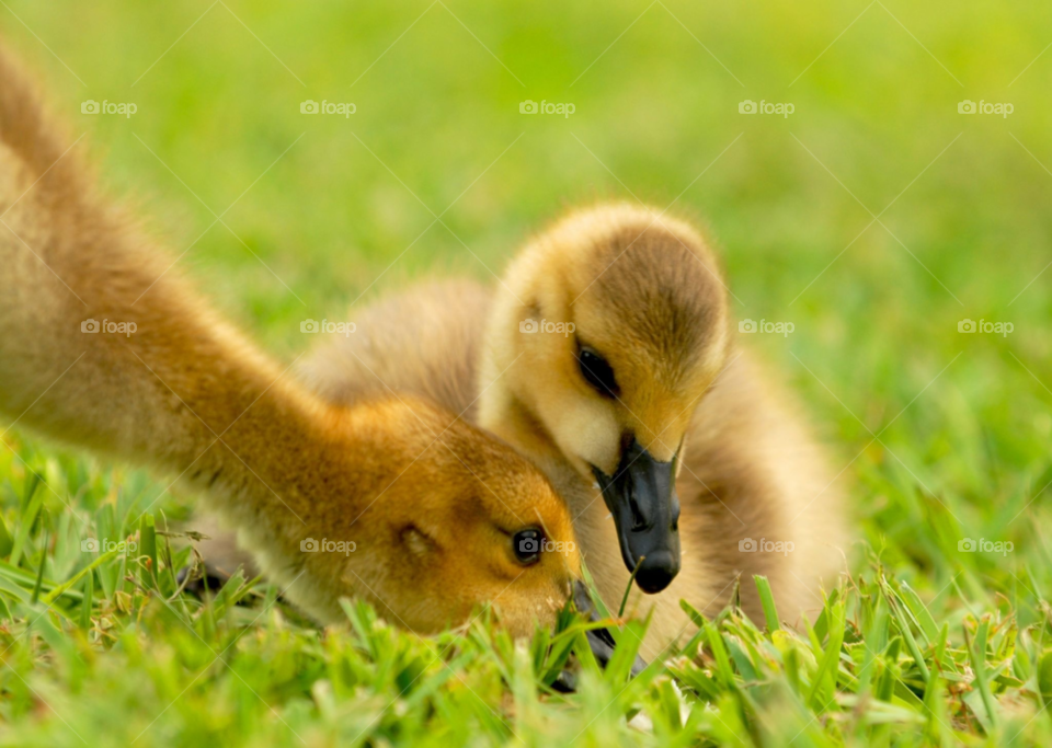 cute adorable goslings canada geese by lightanddrawing