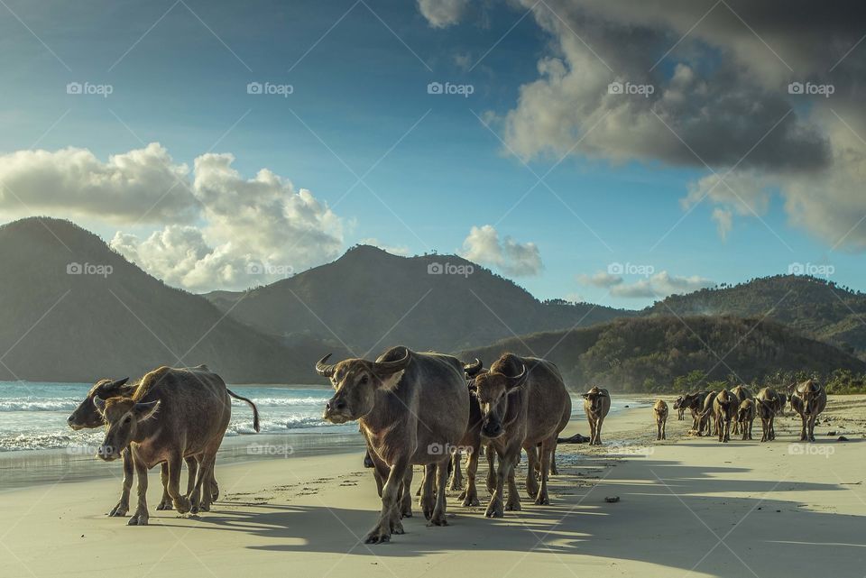 buffalo walking on seashore