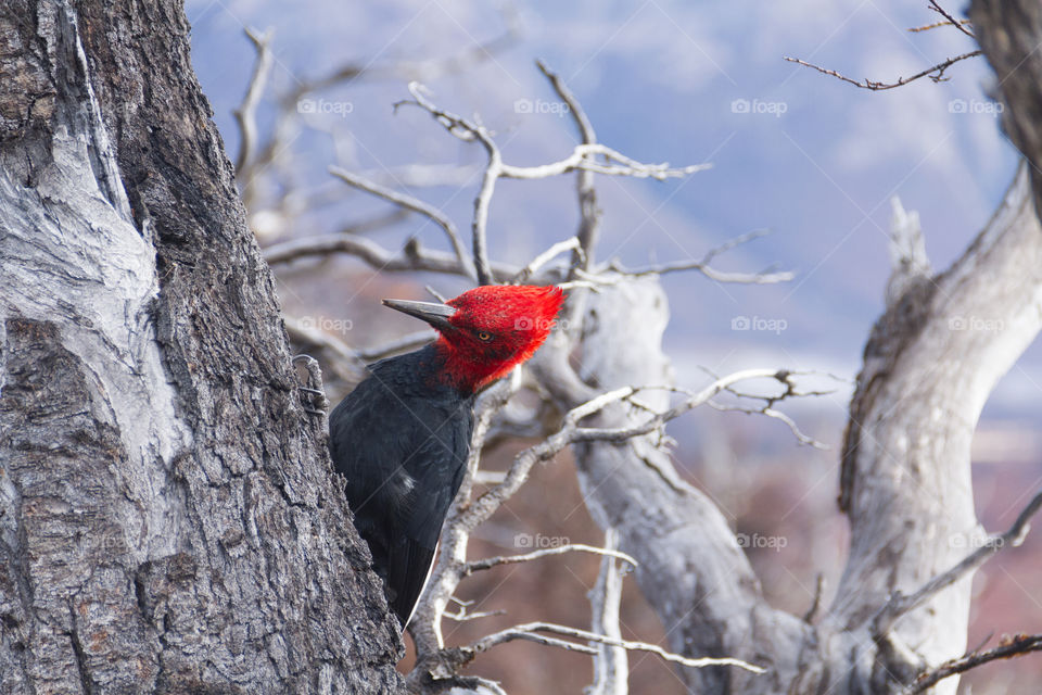 Magellan woodpecker