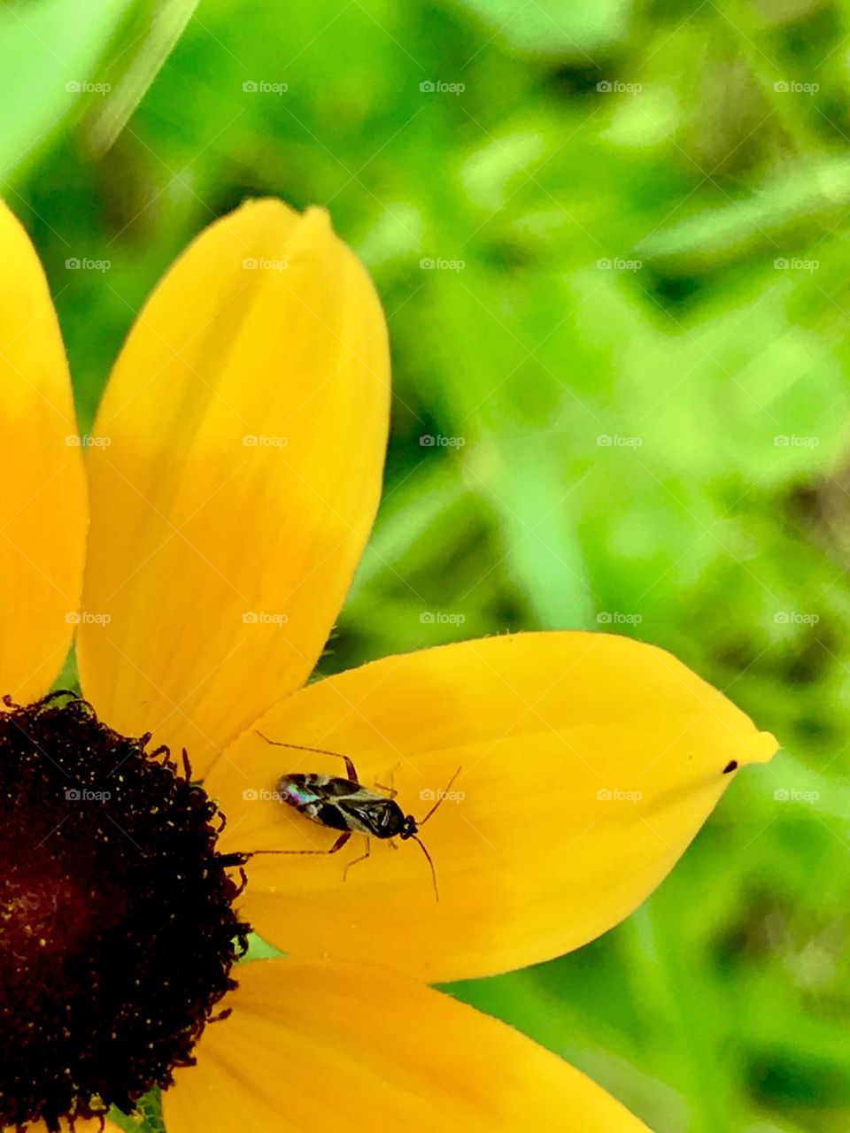 Bug on a petal 