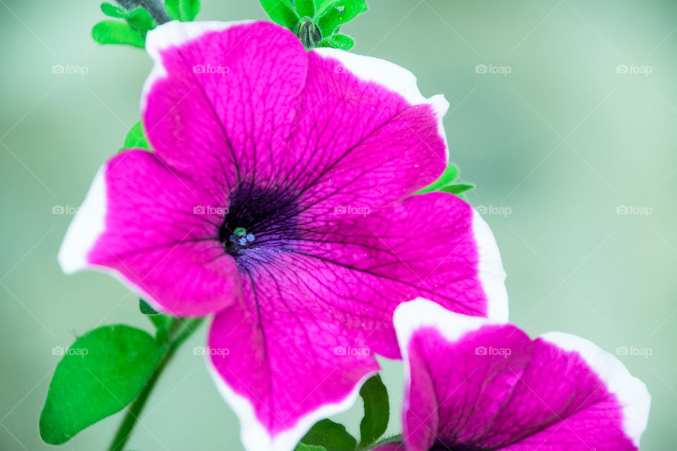 Purple Petunia Flowers