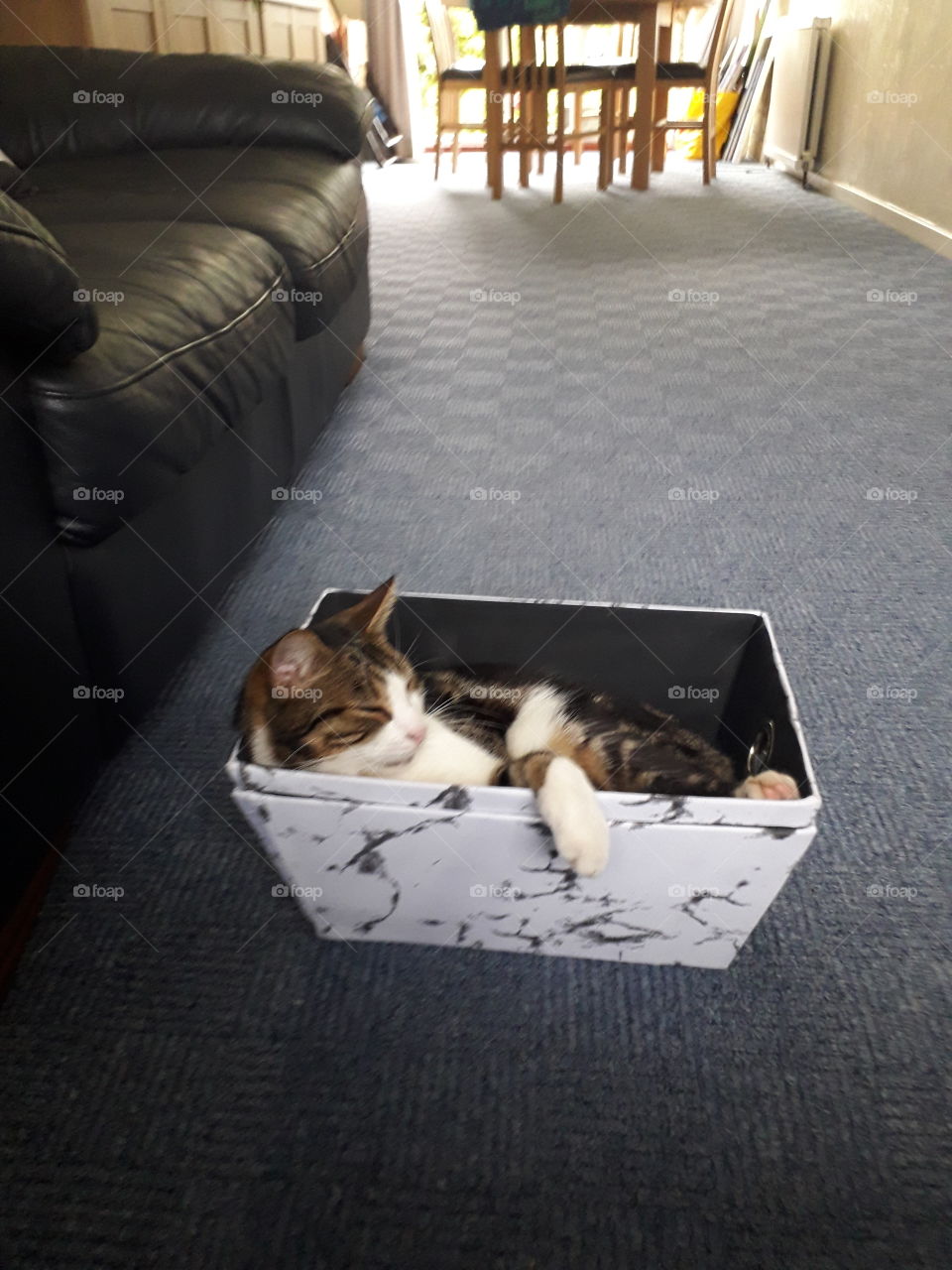 kitty in box