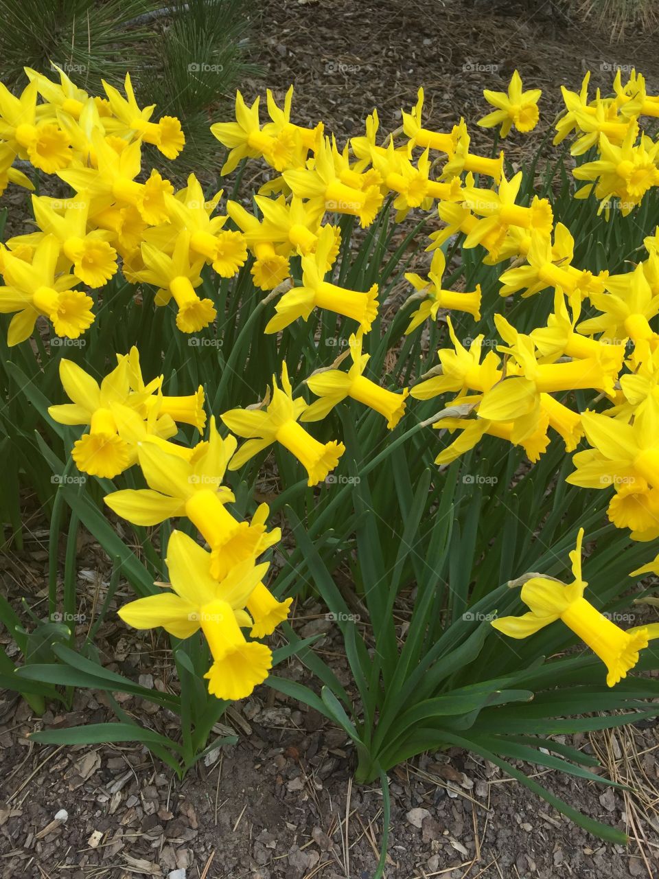 Yellow Bright Flowers, Spring and Summer, Beauty, Bold Yellow, Vibrant Flowers. 