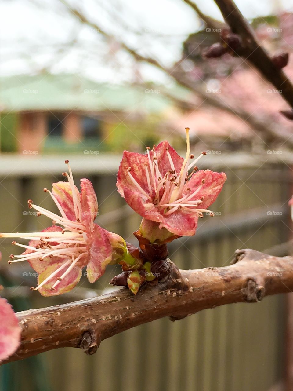 Apricot tree blossoms