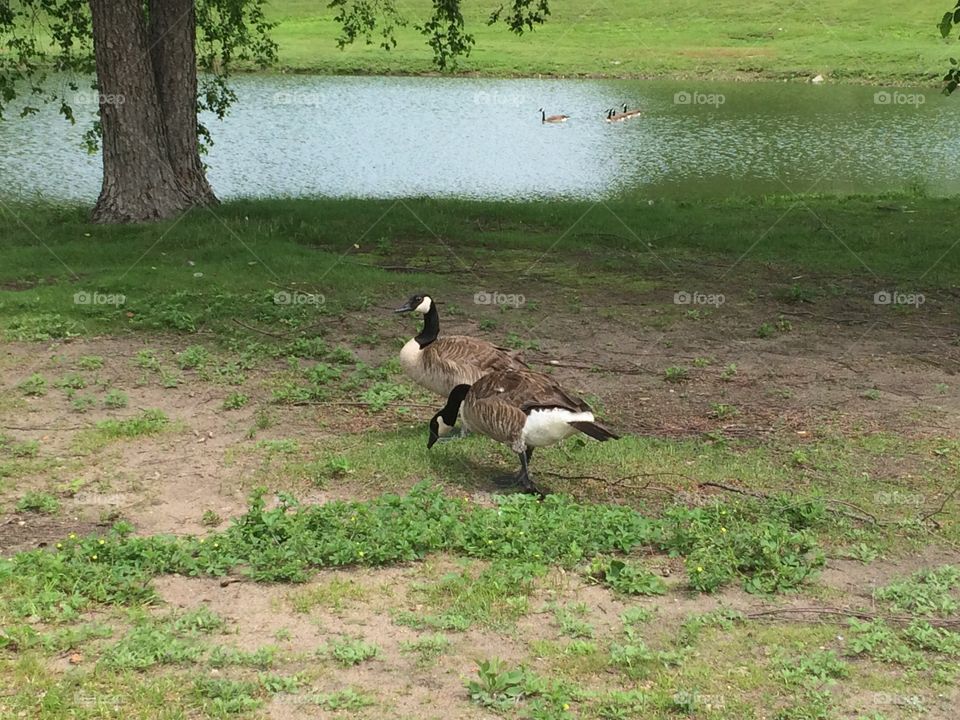 Geese. Bike ride discovery
