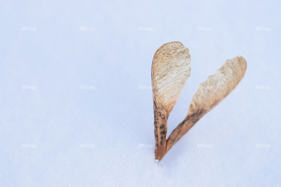 Seed in snow