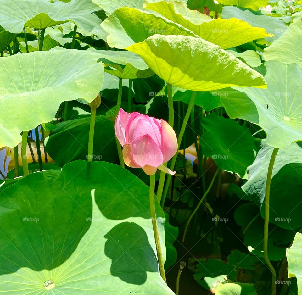 🇺🇸 A lotus flower in Lago do Taboão!  By the way, there are several of them blossoming at that time… How wonderful! / 🇧🇷 Uma flor de lótus no Lago do Taboão! Aliás, existem várias delas desabrochando nessa época… Que maravilha!