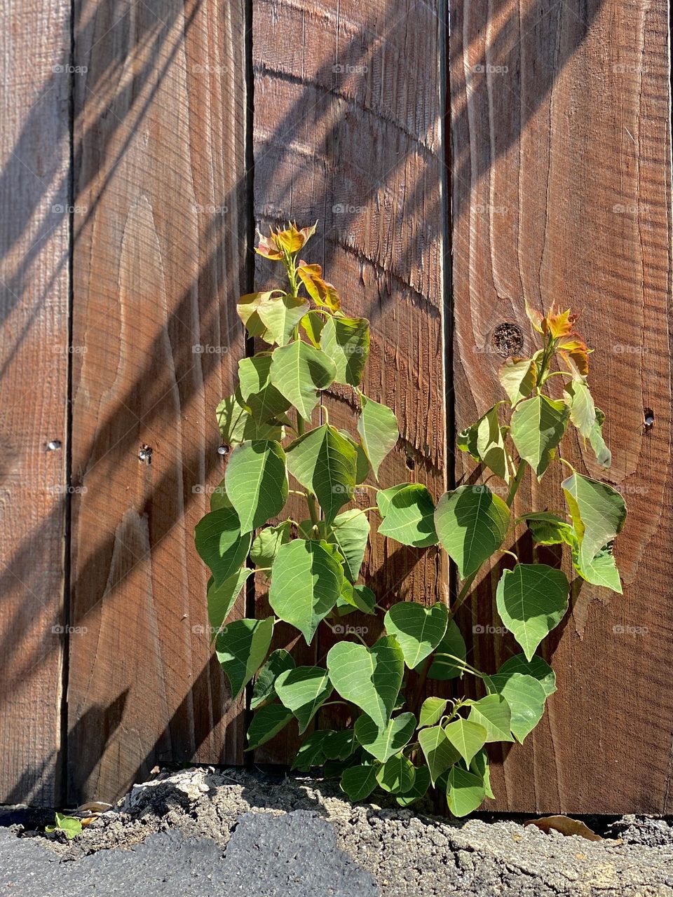 A plant growing through the asphalt next to a fence. 