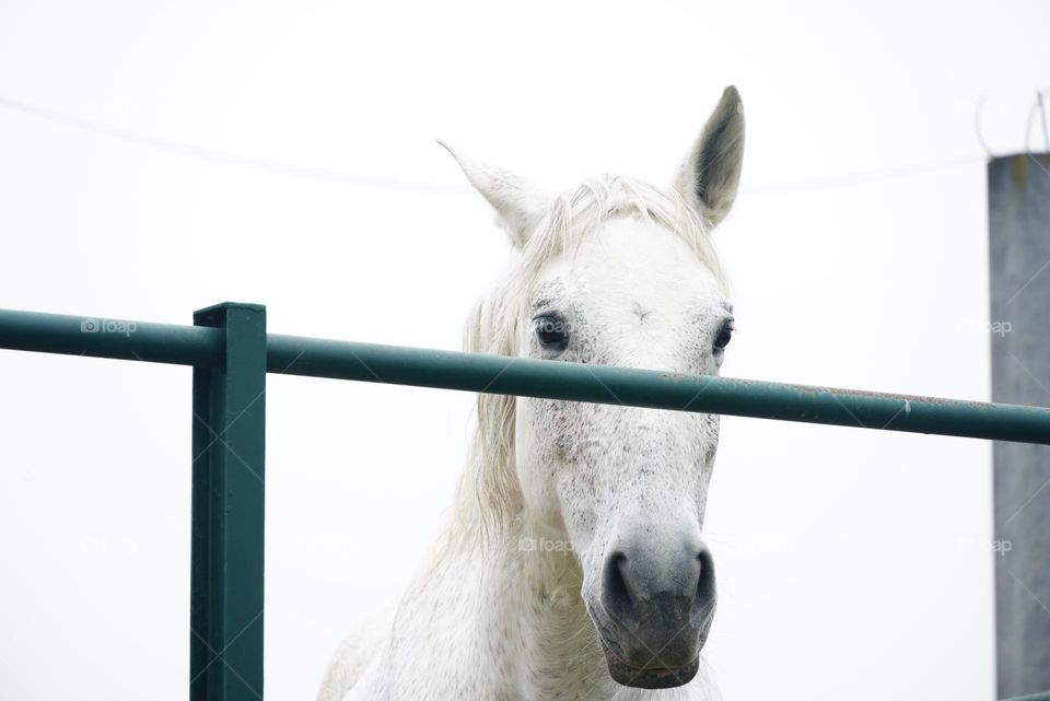 white cute horse on the farm 