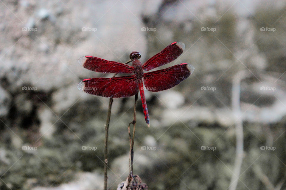 dragonfly